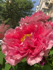 维多利亚的花开富贵