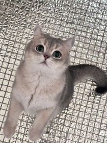 烬苏