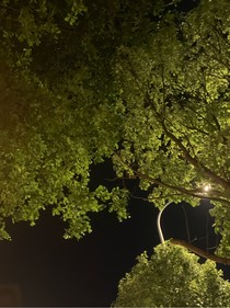 完滿云梨