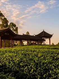 血色茶庄