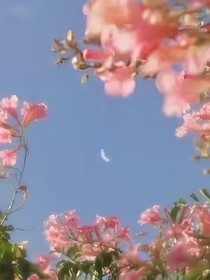 海棠花未落……