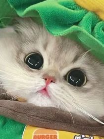 賽爾號秘密觀影