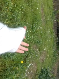 万花名