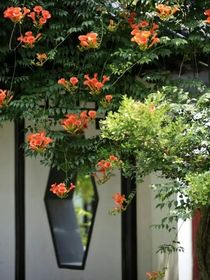 凌霄花（风餐露宿）