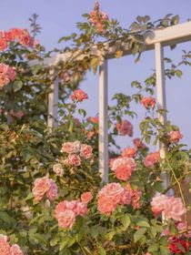 花开有花落