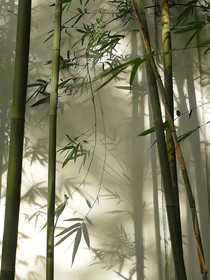 小師妹的生存指南