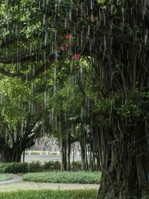 一梅雨季一