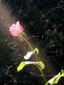 三個霸道總裁愛上三個小嬌妻