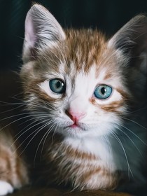 猫武士：族群破碎1探索迷失