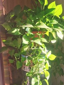 斗一之生死轮回花