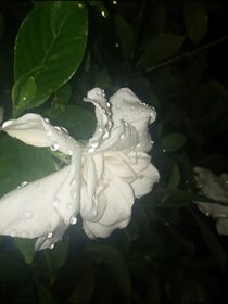 原来栀子花早已凋零
