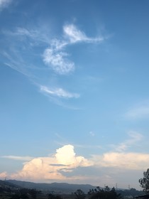 玫瑰的青色
