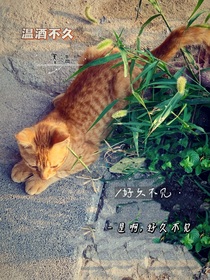 溫酒不久