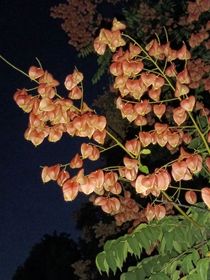 闲观岁月万事长