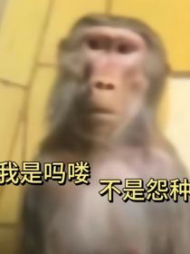重生之我是馬嘍