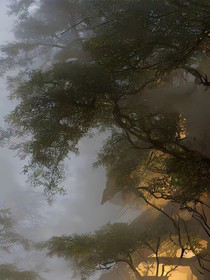 颠公和总裁
