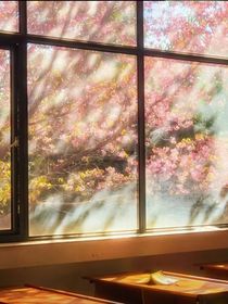 迎春花再起