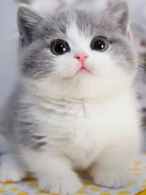 重生后我变成了猫