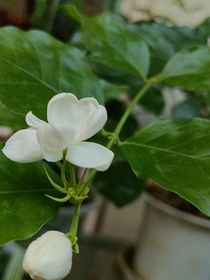 雙重人格的她請(qǐng)接受魔帝的第100次告白