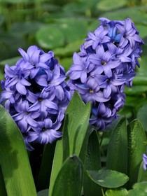 风信的桔梗花
