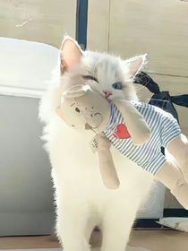 紫禁御喵房日常生活