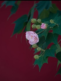 凹凸：正义，从不被定义