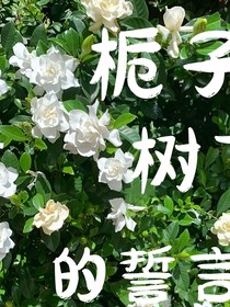 栀子树下的誓言