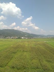 秋枫叶