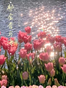 郁金香的航行