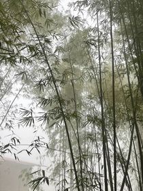 曲墨