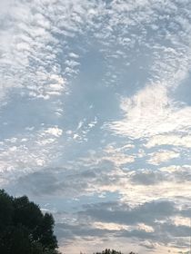 预言鸟枭