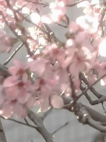 因为我爱祂
