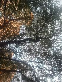 柑橘味香气芽柚向ooc