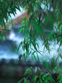 老九门之清雨