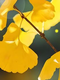 贰拾肆