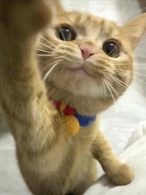错位小猫
