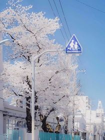 爱情意义