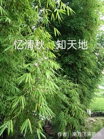 憶清秋，知天地