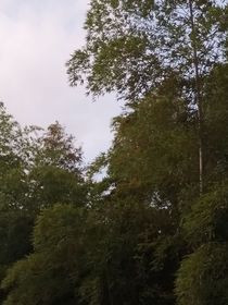 清远镇