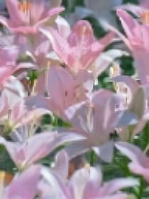 凹凸：安迷修，你真的很傻