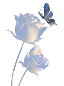 Twin——flower