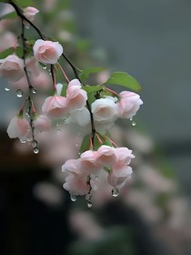 综：多样小甜饼