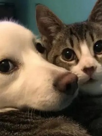 猫狗历险记