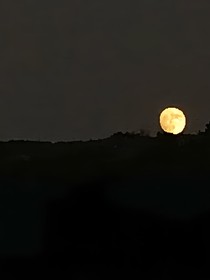 盛夏爱怜