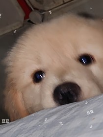 排球少年之黑研同人短篇集
