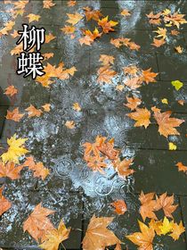 柳蝶