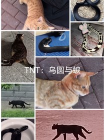 TNT：乌圆与蜧