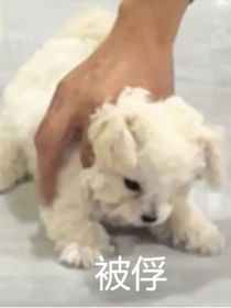 雨打风吹阁