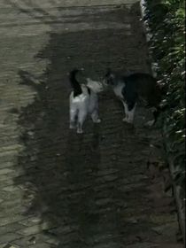 随笔集——纳豆