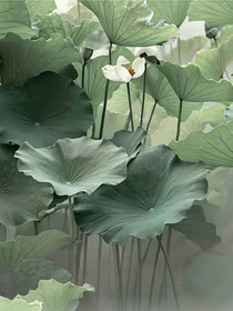 满堂花